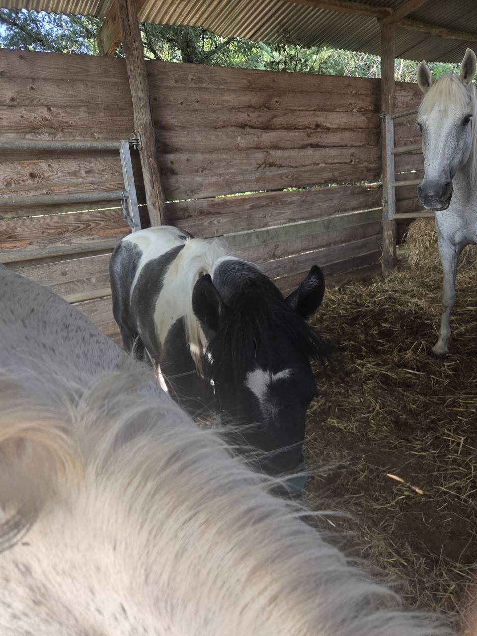 Futurs Poneys sport
