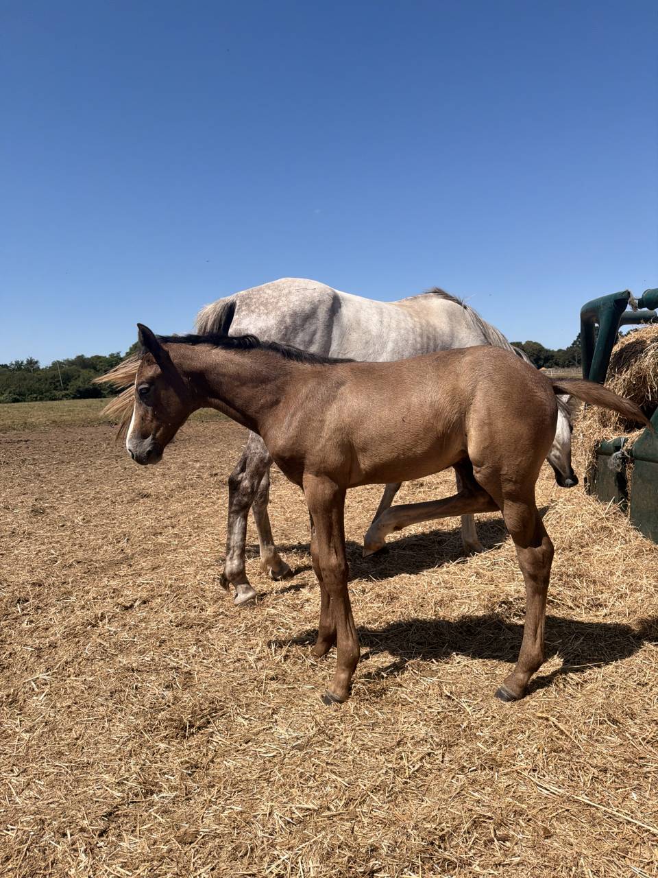 Poulain de sport CSO