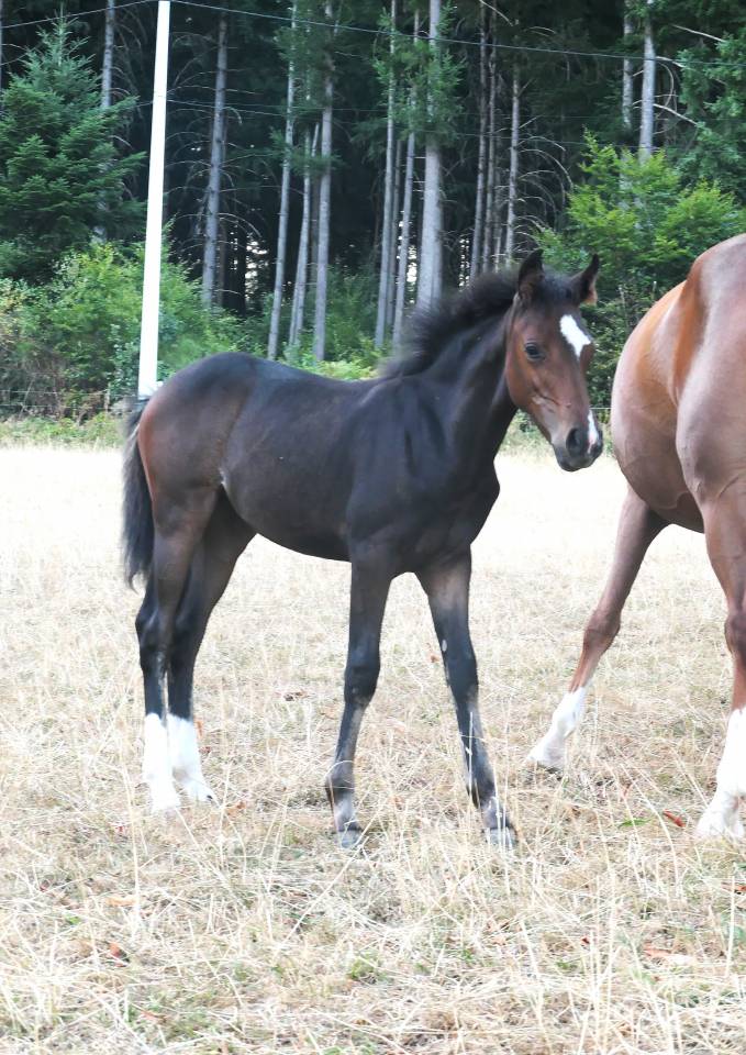 Poney femelle pfs sport CSO