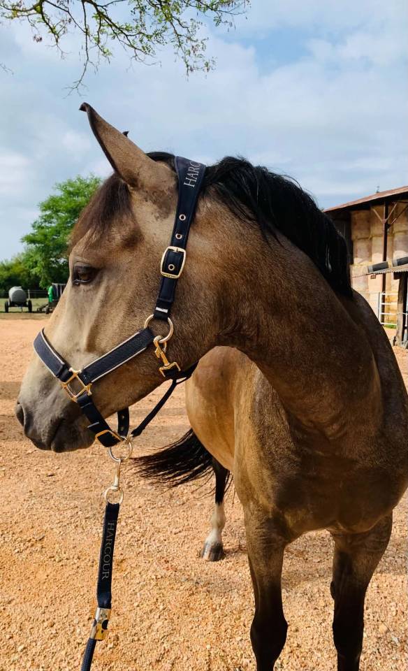 Poney D de 4 ans 
