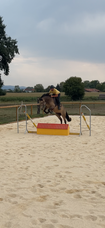 Poney D de 4 ans 