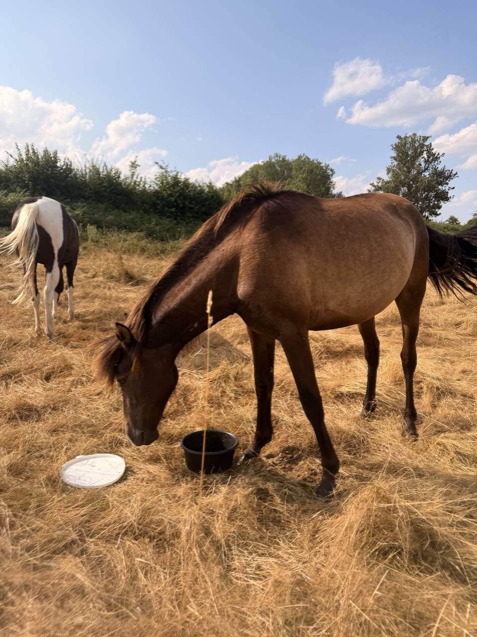 Pouliche pure race espagnole 