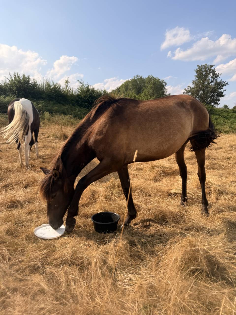 Pouliche pure race espagnole 