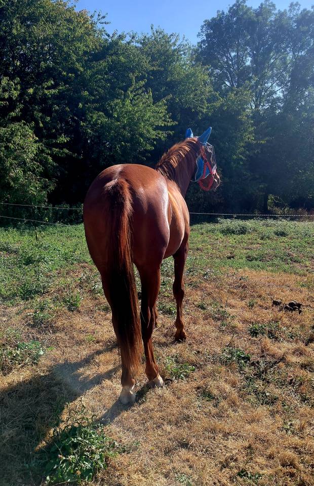 Cheval polyvalent
