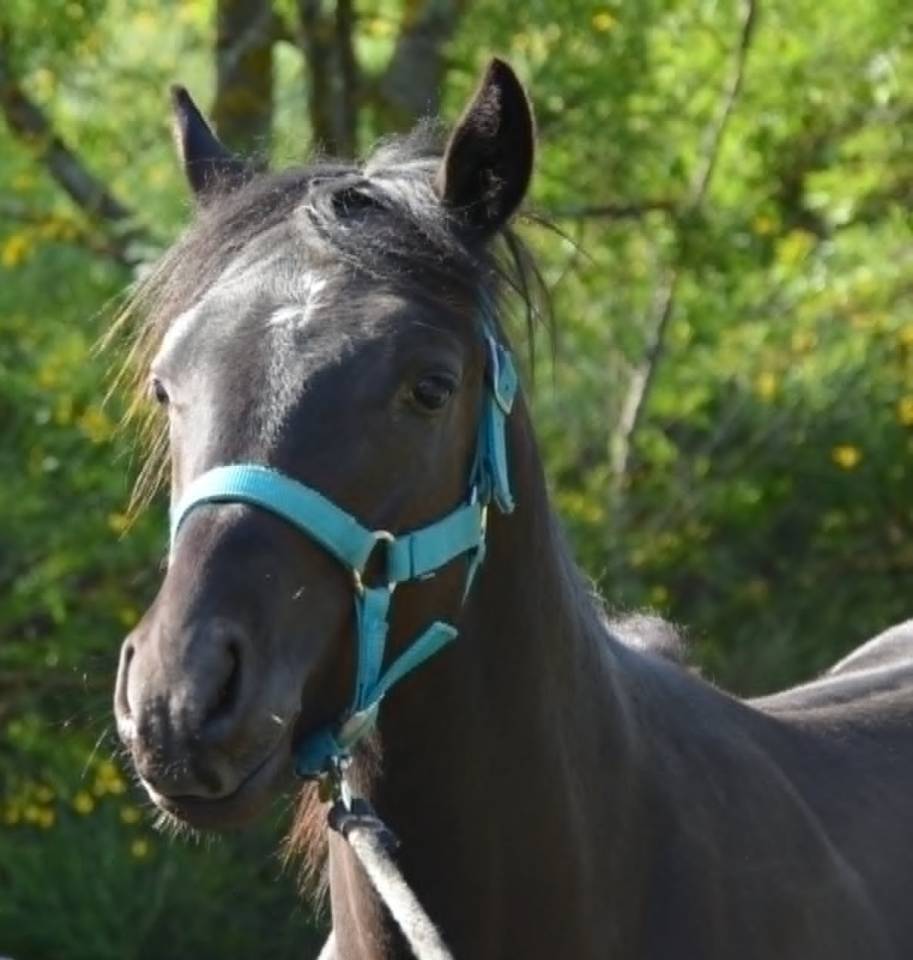 Poney PFS M&acirc;le n&eacute; en Mai 2025