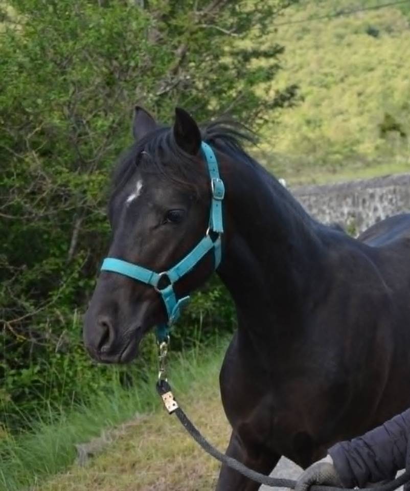 Poney PFS M&acirc;le n&eacute; en Mai 2025