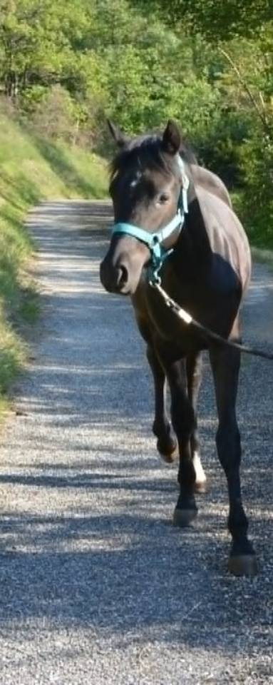 Poney PFS M&acirc;le n&eacute; en Mai 2025