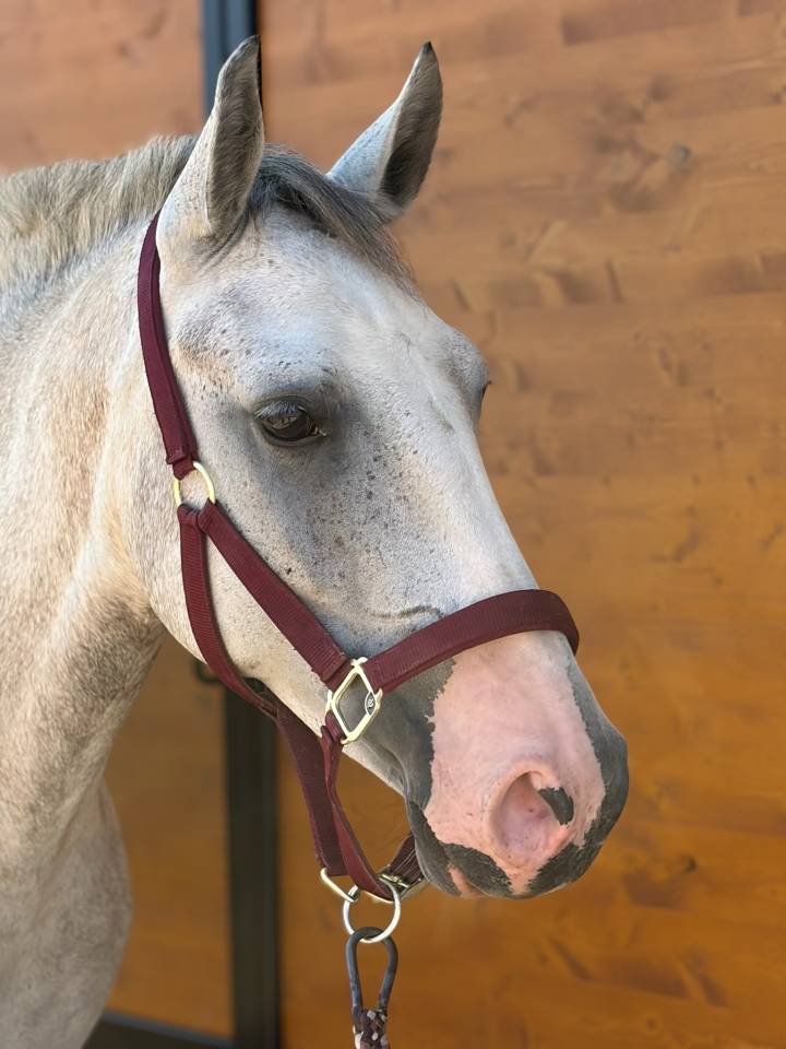 Jument poney D 4 ans 