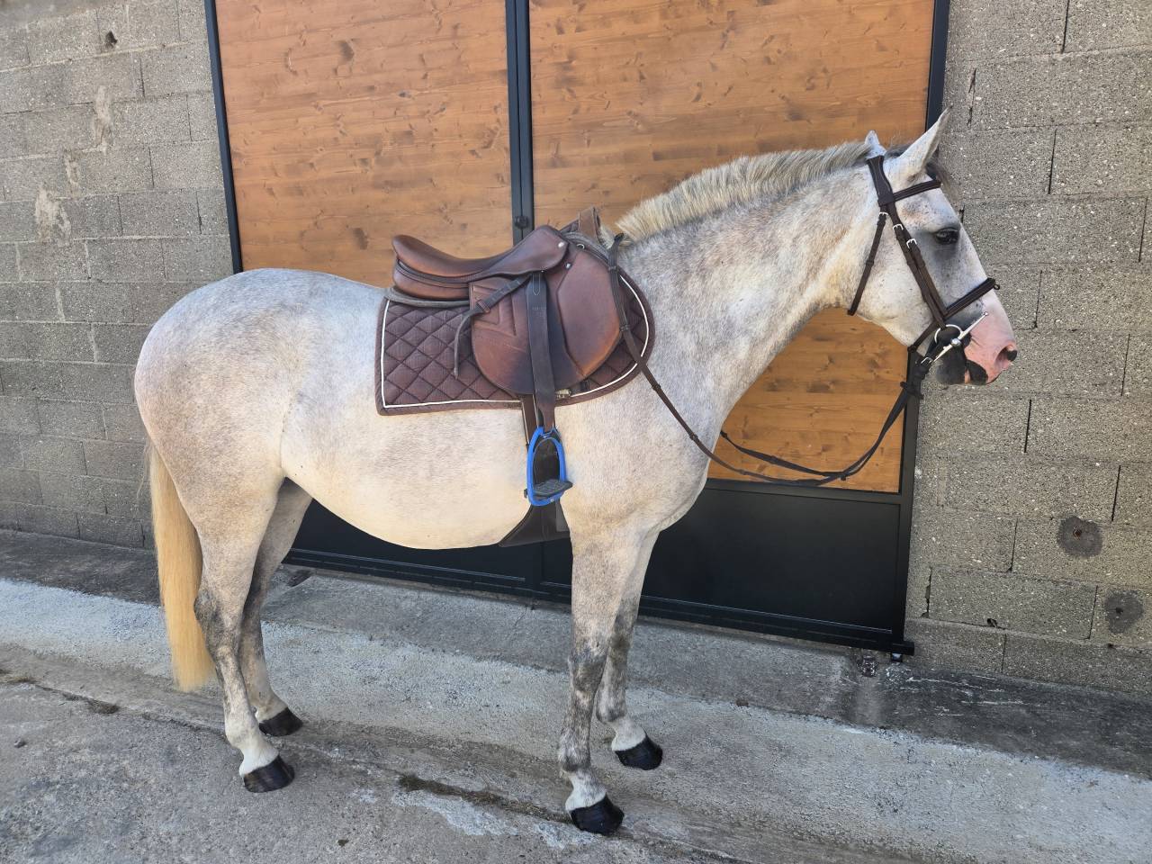 Jument poney D 4 ans 