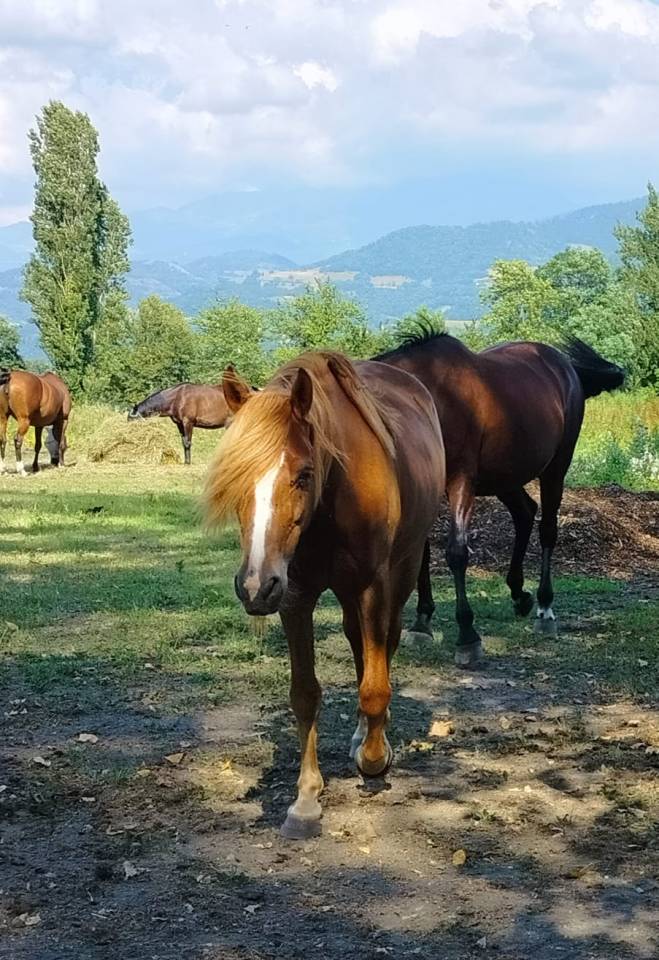 Tr&egrave;s beau poney ONC 7 ans
