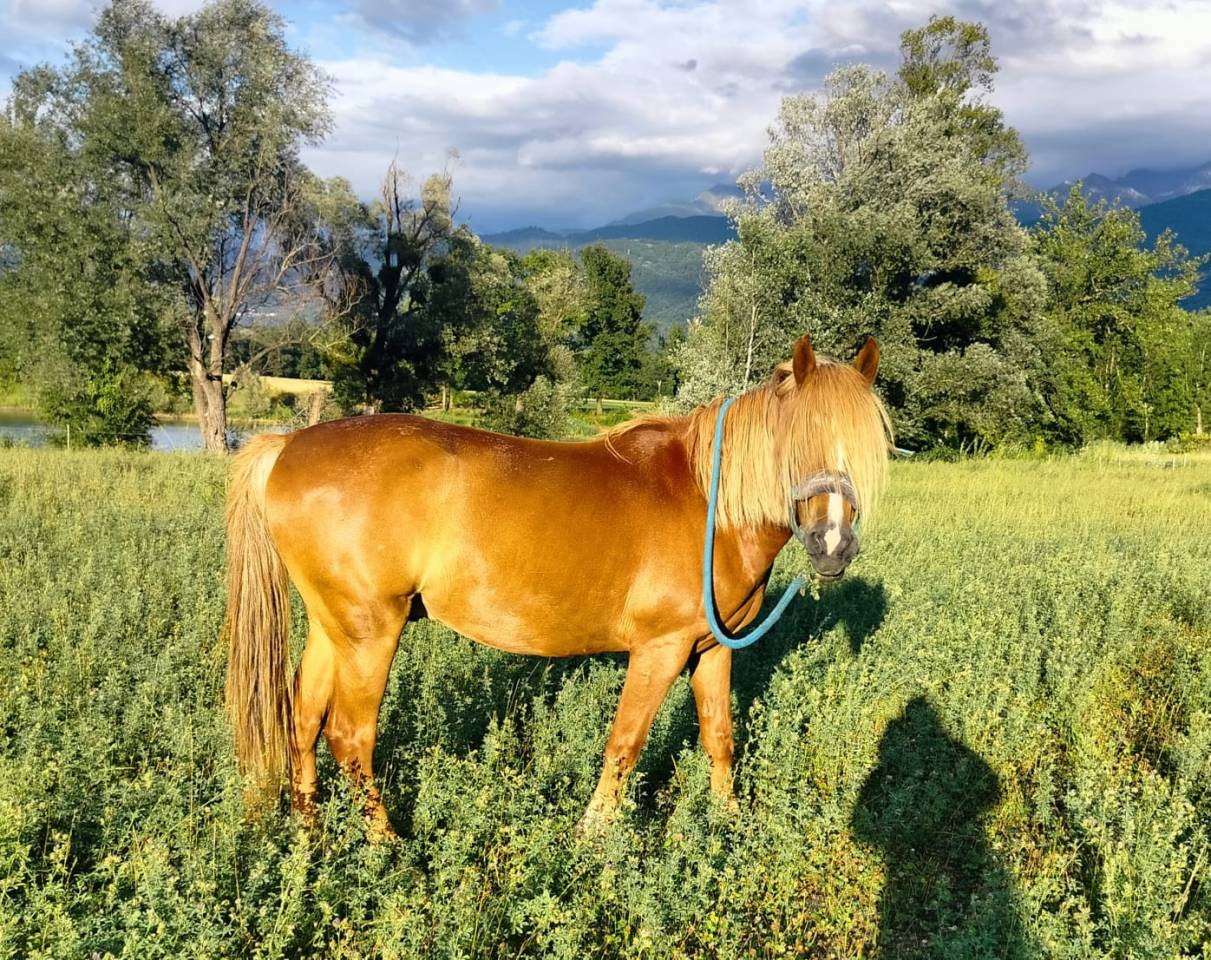 Tr&egrave;s beau poney ONC 7 ans