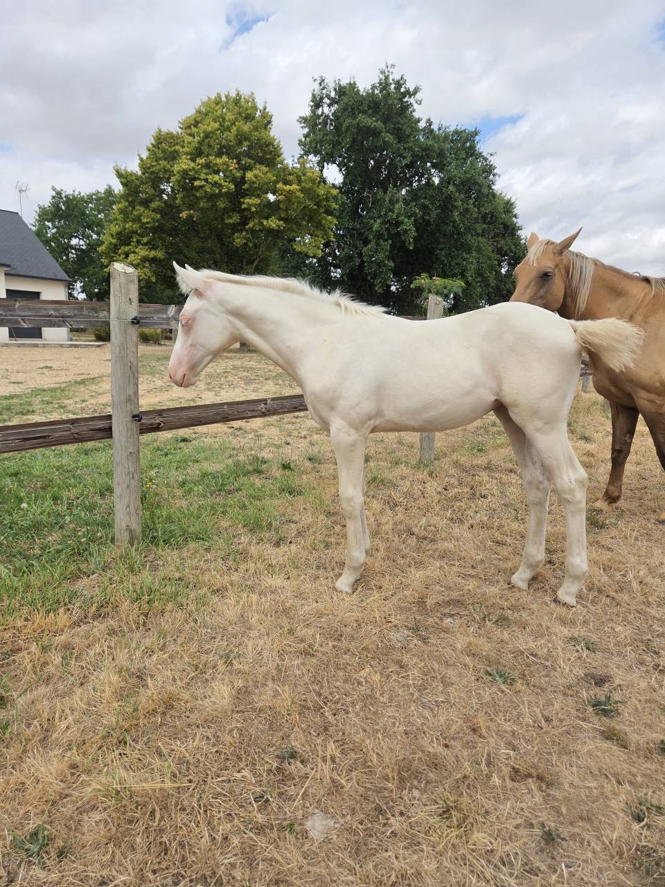 Pouliche PP Quarter horse cr&egrave;me 
