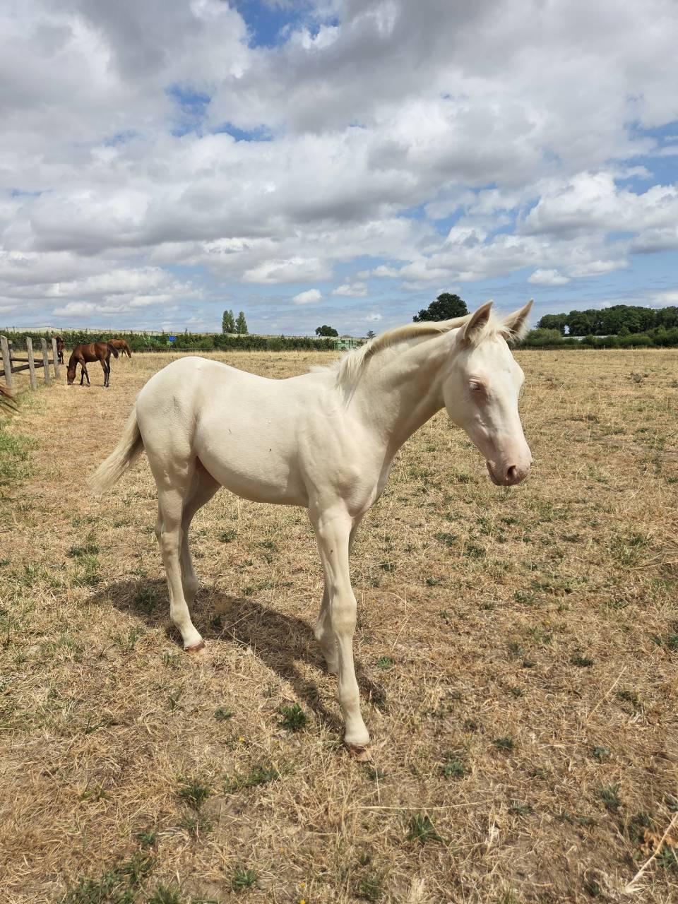Pouliche PP Quarter horse cr&egrave;me 