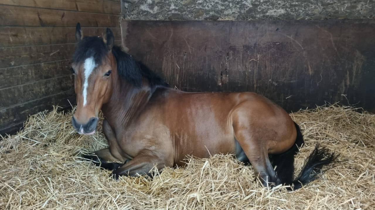 A VENDRE JOLI PONEY BAI HONGRE DE 11 ANS