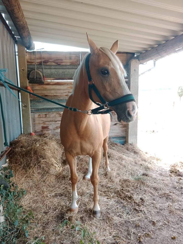 &Agrave; vendre &ndash; Fidji de la Lauze