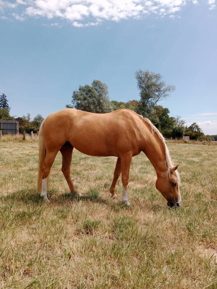&Agrave; vendre &ndash; Fidji de la Lauze