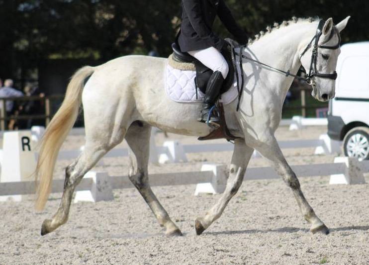 A vendre hongre Irish Sport Horse 