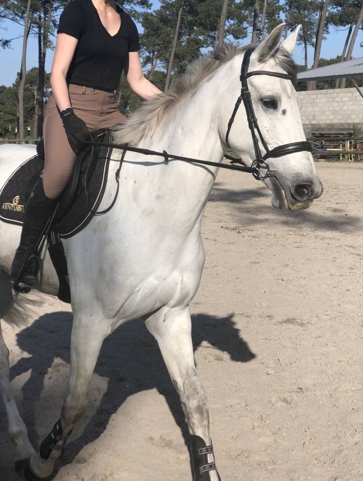A vendre hongre Irish Sport Horse 