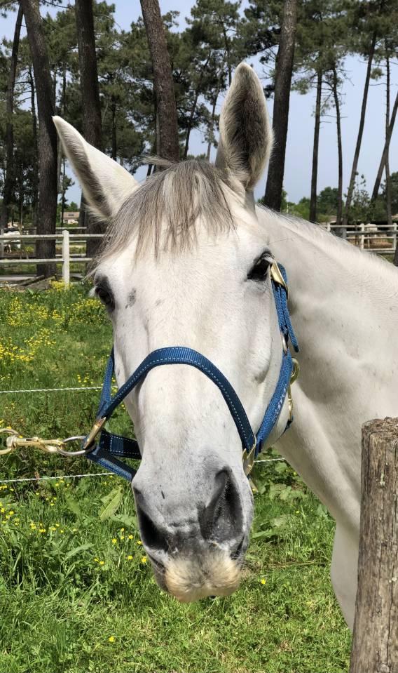 A vendre hongre Irish Sport Horse 