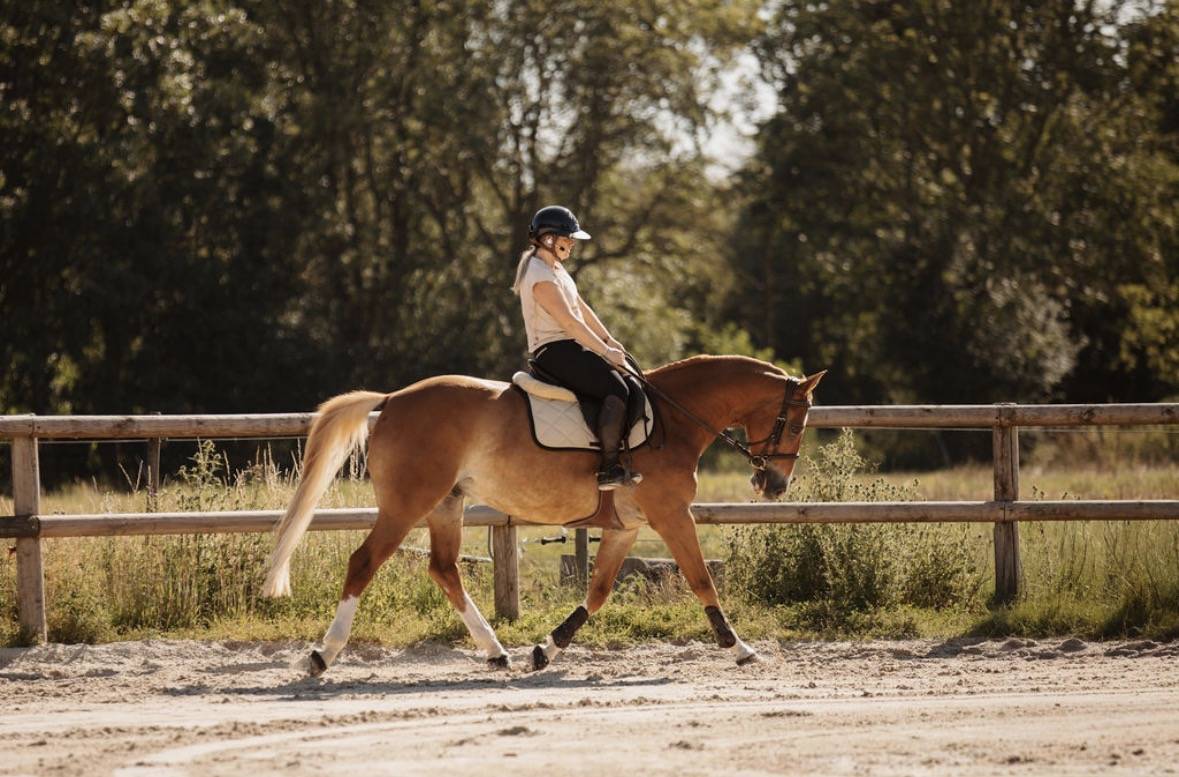 hongre alezan crins lav&eacute;s SF Polyvalent CSO/DRESS