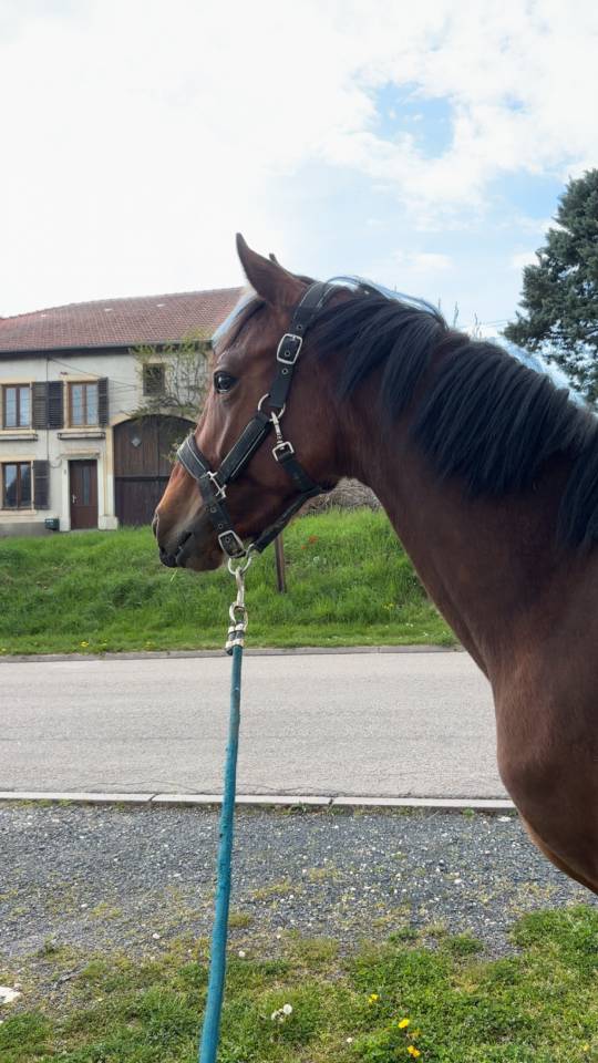 Poulain selle fran&ccedil;ais 