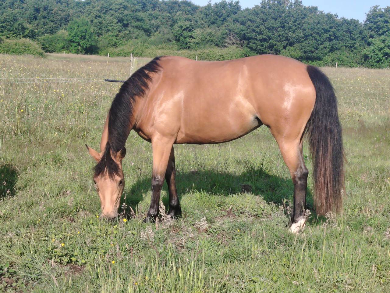 PONEYS A VENDRE