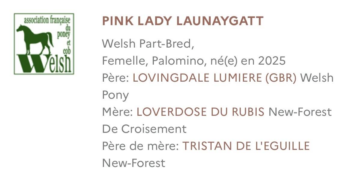 Pouliche 1 an Welsh part-bred 