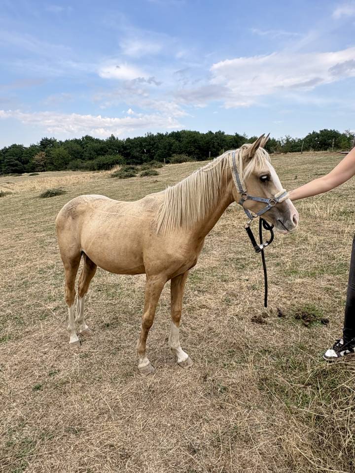 Pouliche 1 an Welsh part-bred 