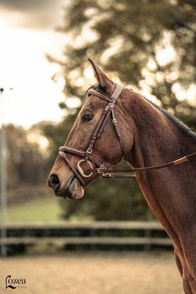&Agrave; vendre anglo-arabe de 7 ans 