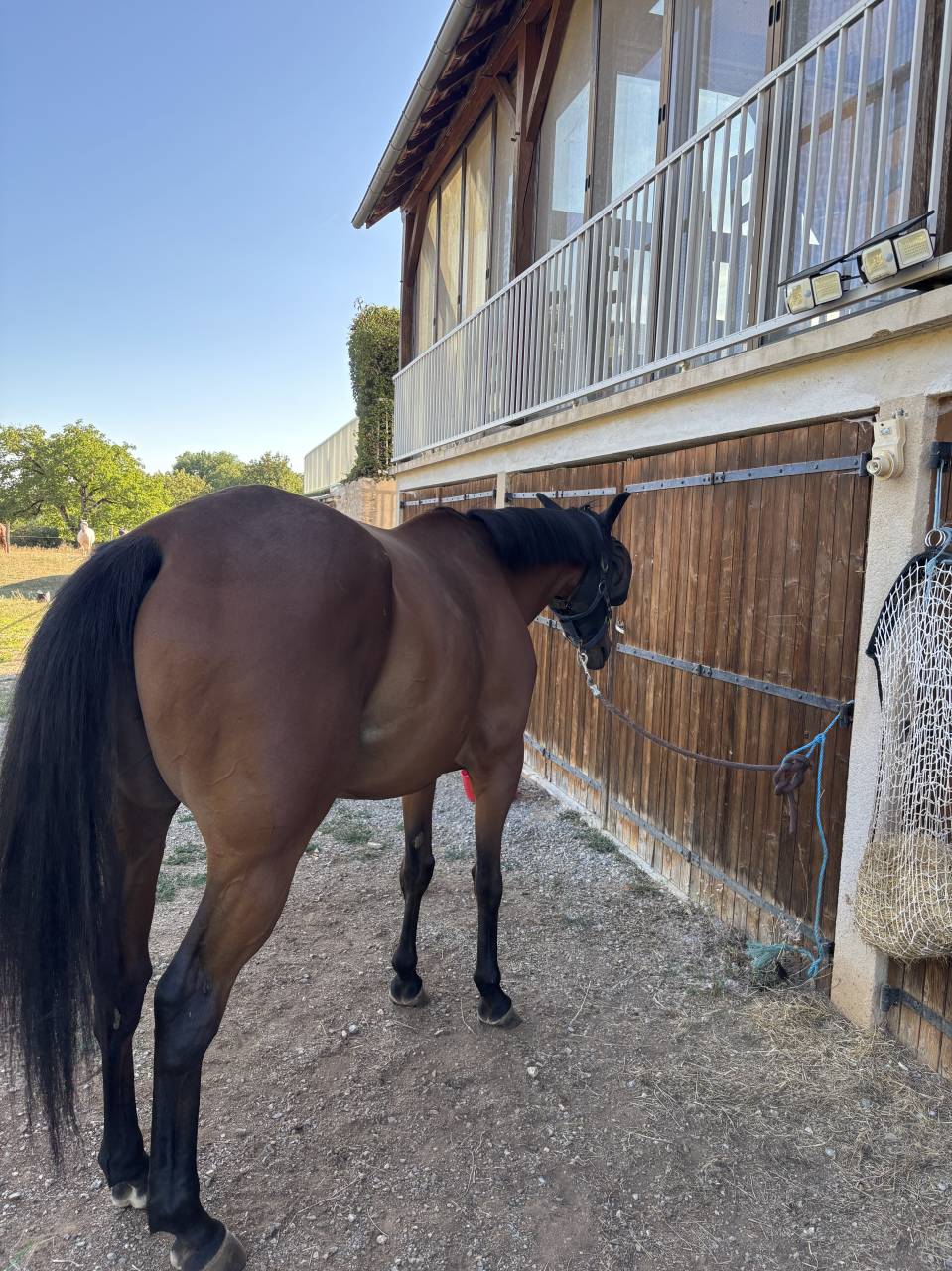 &Agrave; vendre anglo-arabe de 7 ans 