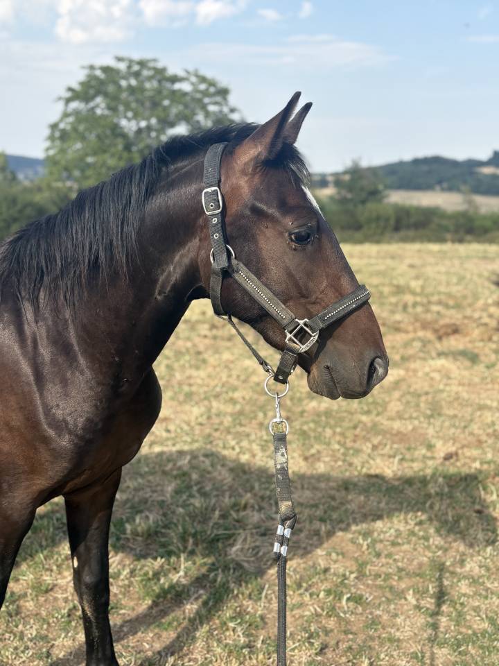 M&acirc;le 2 ans PFS par Movie Star Tilia 