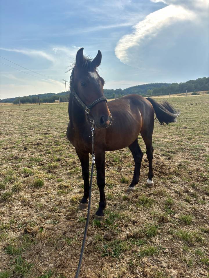 M&acirc;le 2 ans PFS par Movie Star Tilia 
