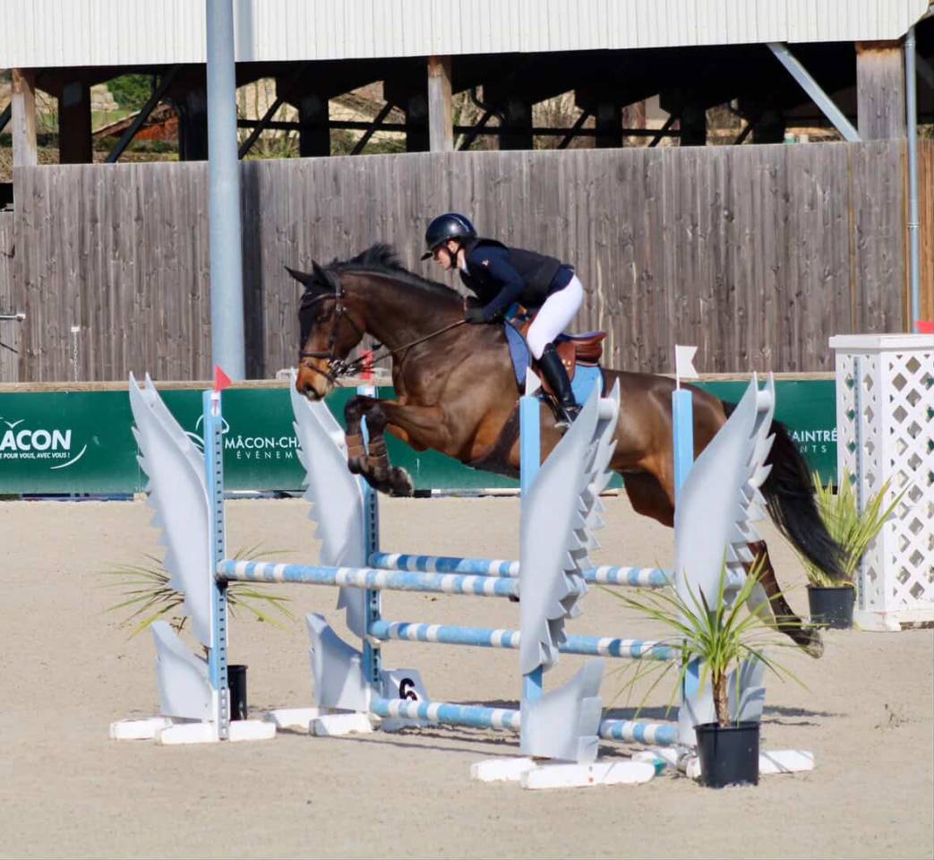 N&eacute;rite &ndash; Hongre KWPN de 8 ans Bai Brun