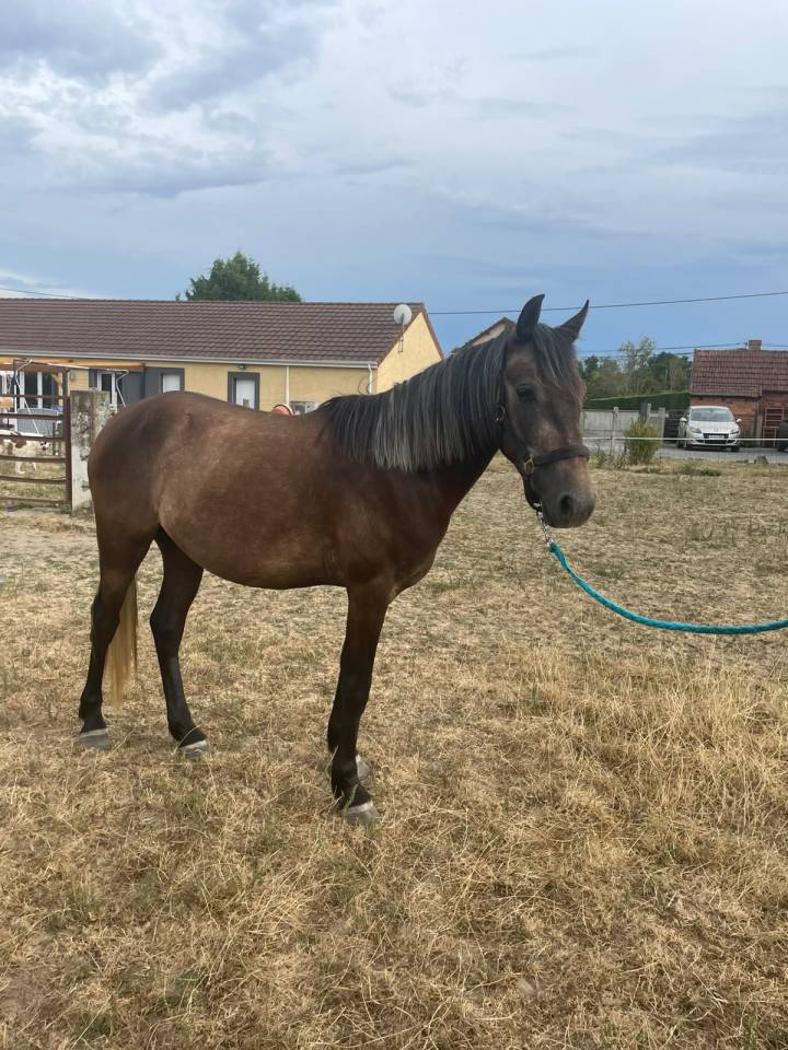 Hongre Connemara Part bred 3 ans 