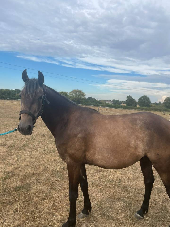 Hongre Connemara Part bred 3 ans 