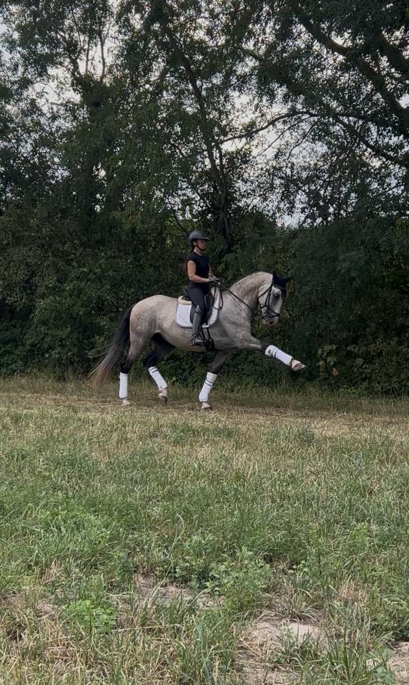 Cheval onc