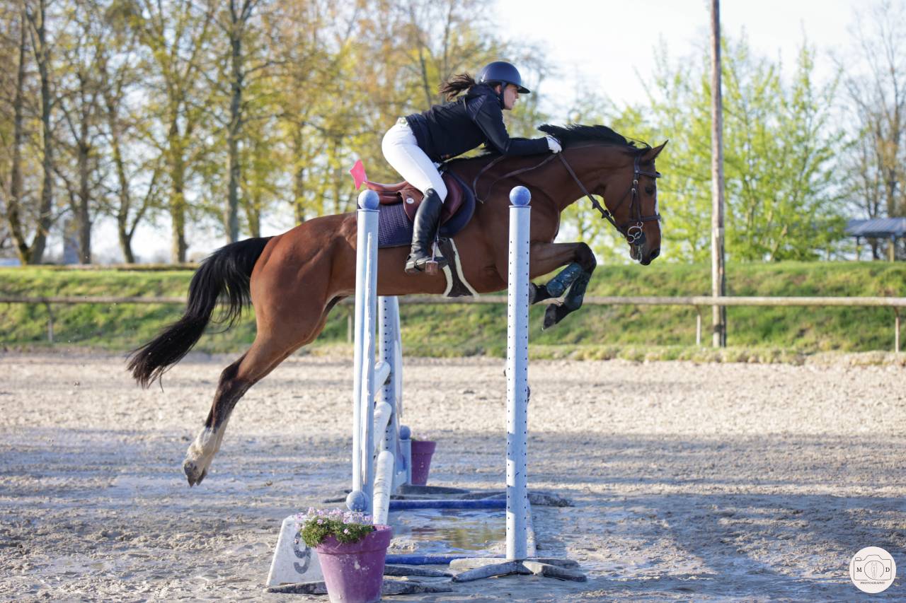 Top jument &agrave; louer - CSO