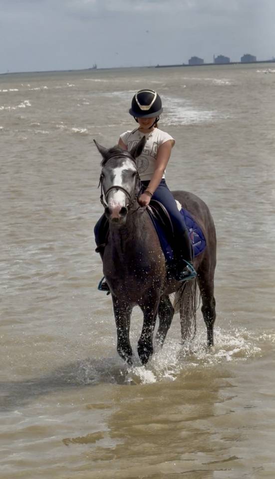 Super poney connemara