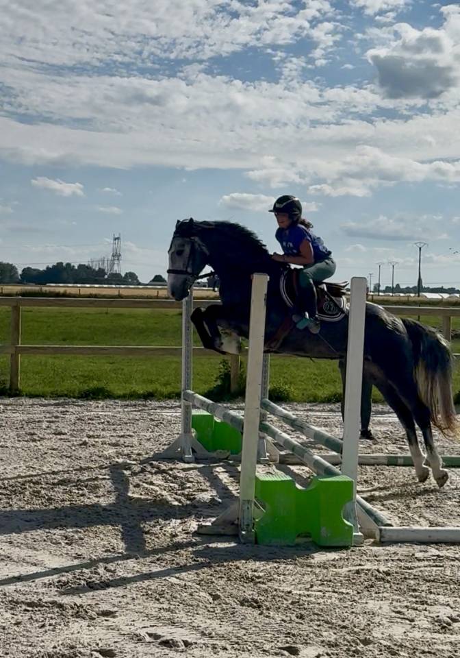 Super poney connemara