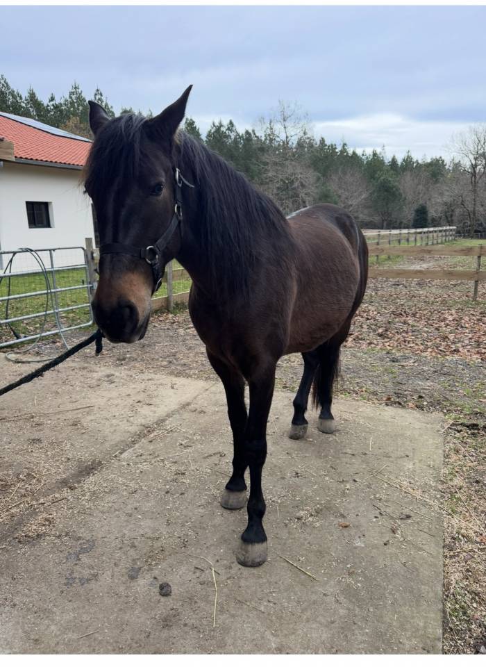  Hongre RACE CRUZADO 5 ans , TAILLE 1,55m