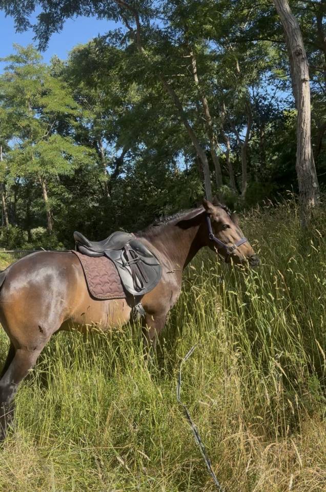  Hongre RACE CRUZADO 5 ans , TAILLE 1,55m