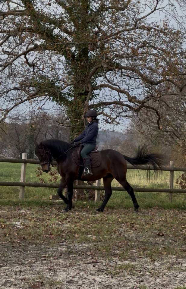  Hongre RACE CRUZADO 5 ans , TAILLE 1,55m