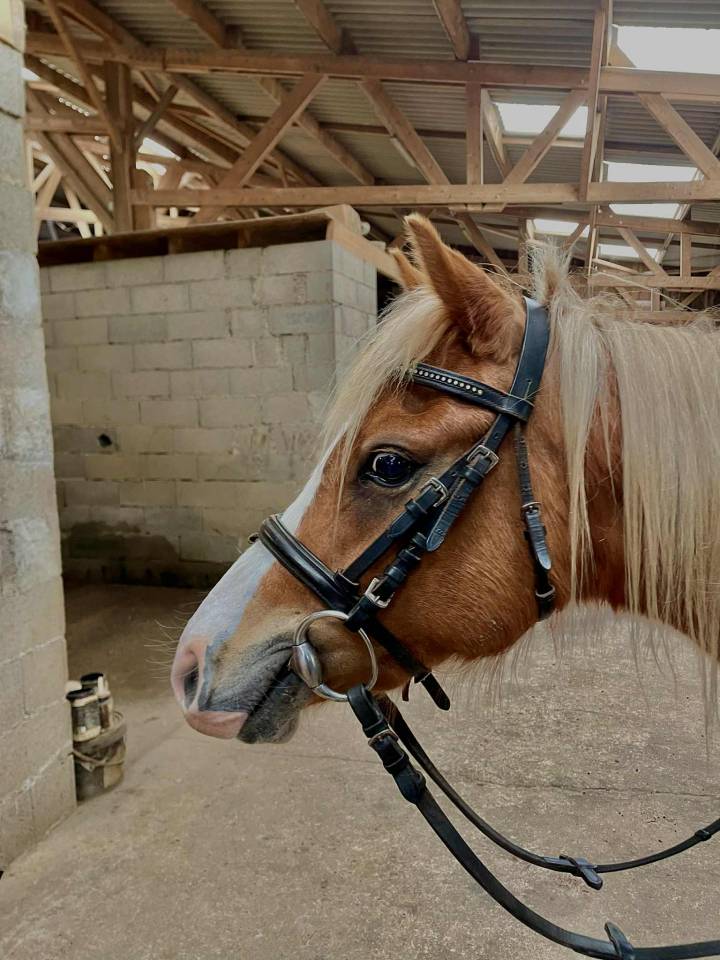 Poney taille B 