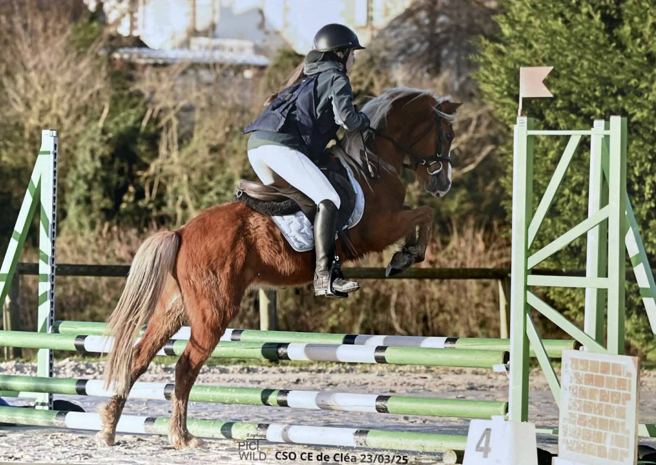 Poney taille B 