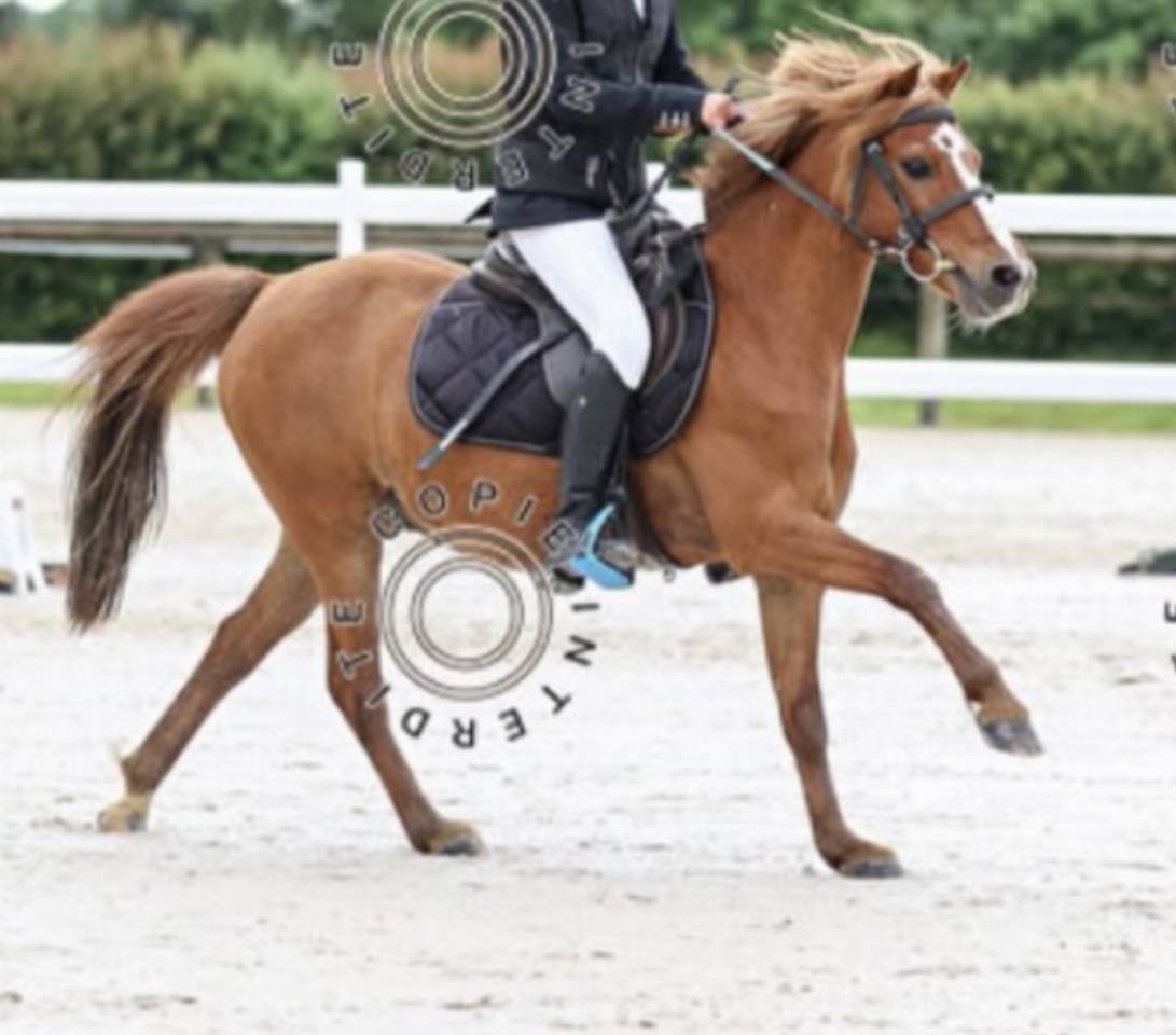 Poney taille B &agrave; louer 