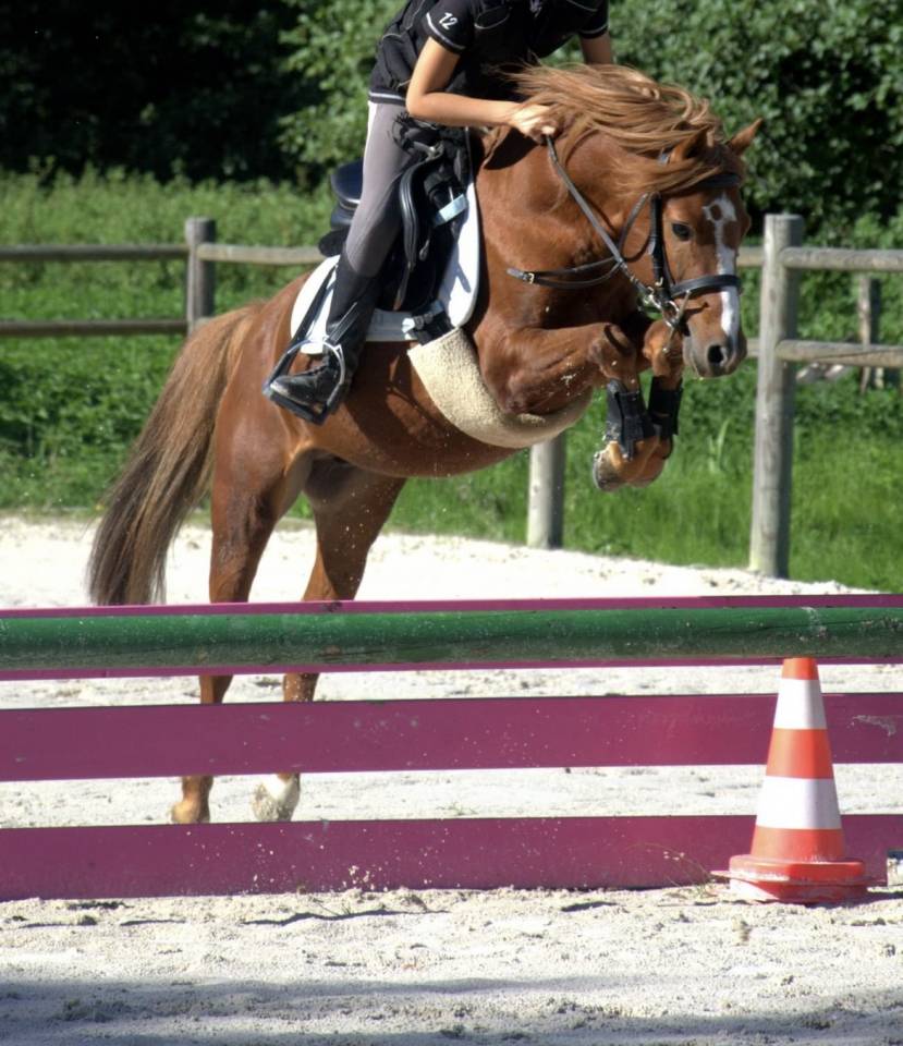 Poney taille B &agrave; louer 