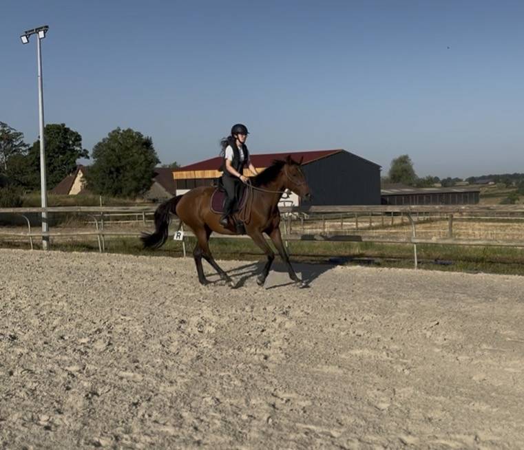 Superbe jument de 7 ans
