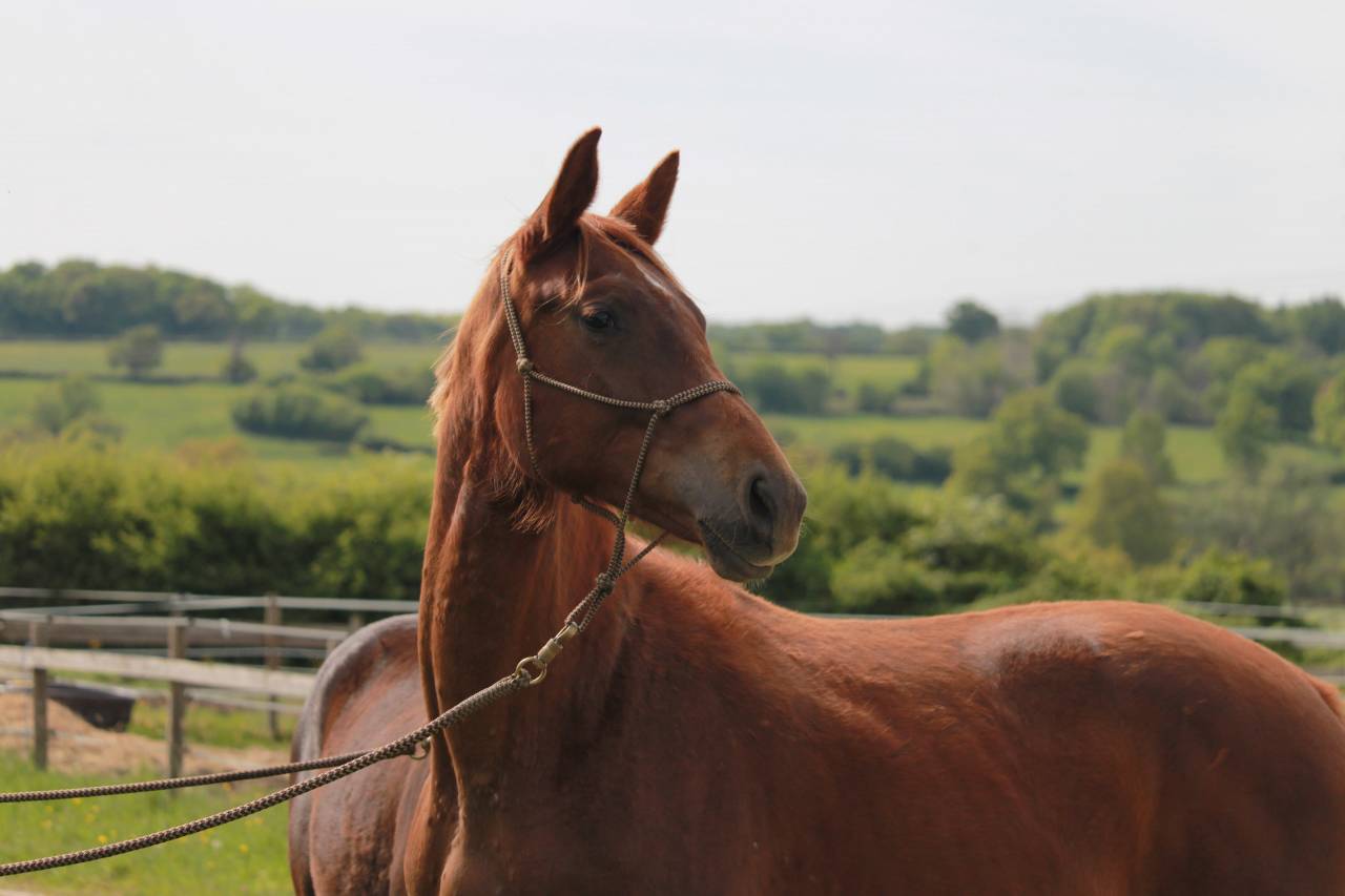 Superbe jument 2 ans dressage 