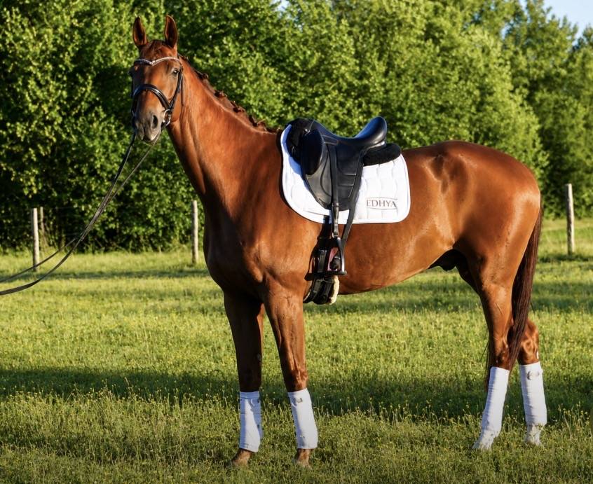 Hongre - Hanovrien - 8 ans - Dressage - France