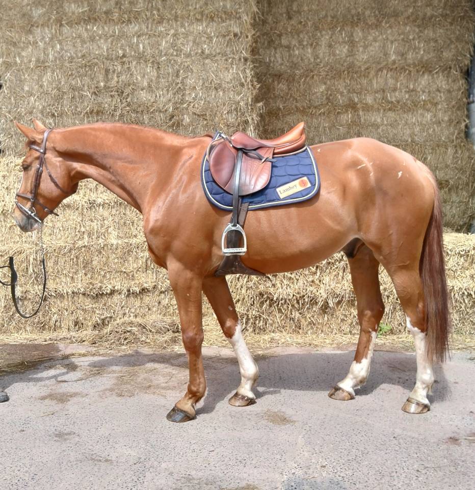 Hongre de 7 ans par Andiamo Semilly